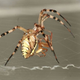 Image for article titled Why Male Spiders Prefer Virgins